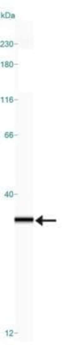 mtTFA Antibody (18G102B2E11) - Azide and BSA Free, Novus Biologicals 0.1
